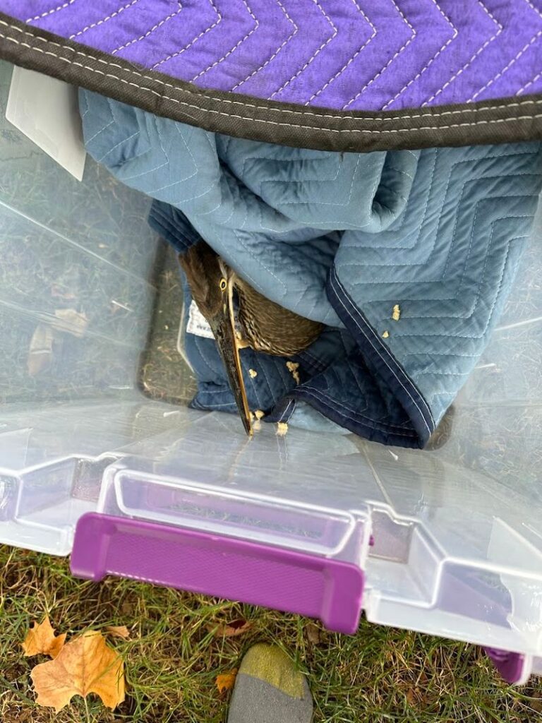 This Tennessee Wildlife Rescue Gives Thousands Of Injured Animals A Second Chance