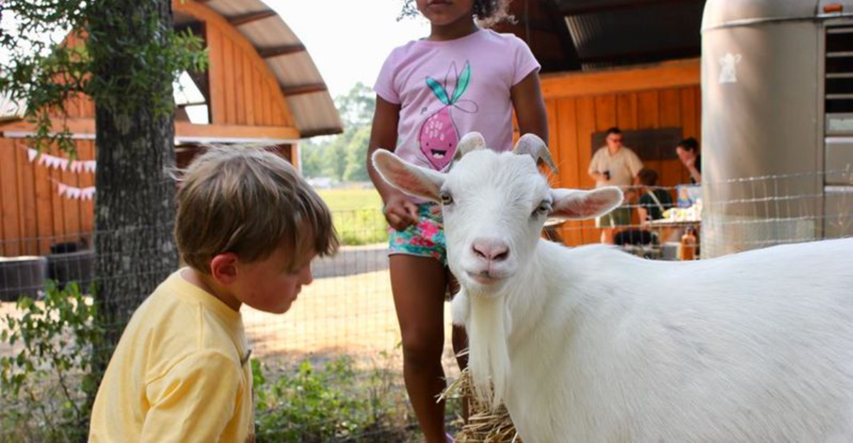 Meet Rescued Animals Up Close at These 9 Incredible North Carolina Wildlife Centers