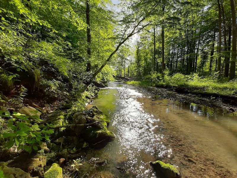 The Free Crystal Hunt Hiding in the Creeks
