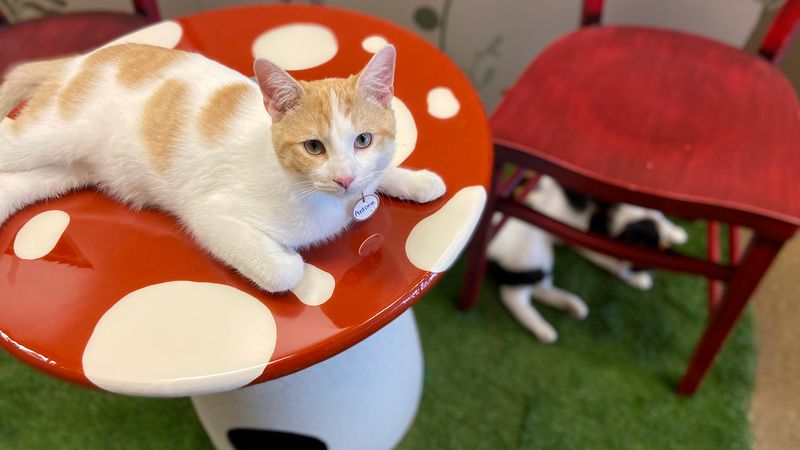 Black Forest Cat Café (Fort Wayne)