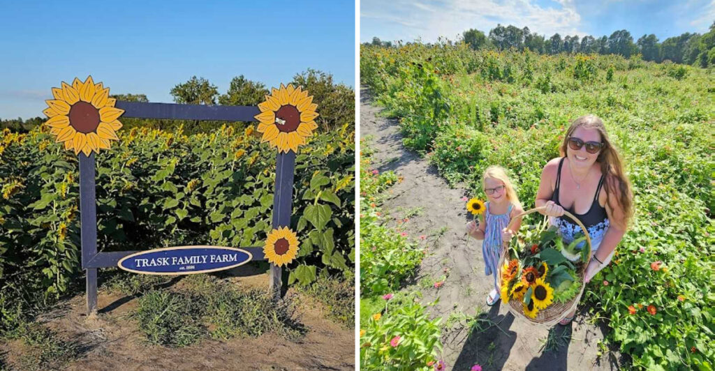 One of North Carolina’s Most Colorful Summer Festivals Features a Sunflower Maze and Live Entertainment