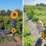 One of North Carolina’s Most Colorful Summer Festivals Features a Sunflower Maze and Live Entertainment
