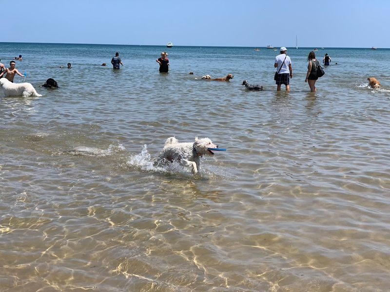 Montrose Dog Friendly Area (Chicago)