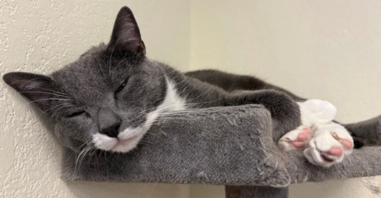 Plan a Purr-fect Texas Road Trip to These 11 Cat Cafés