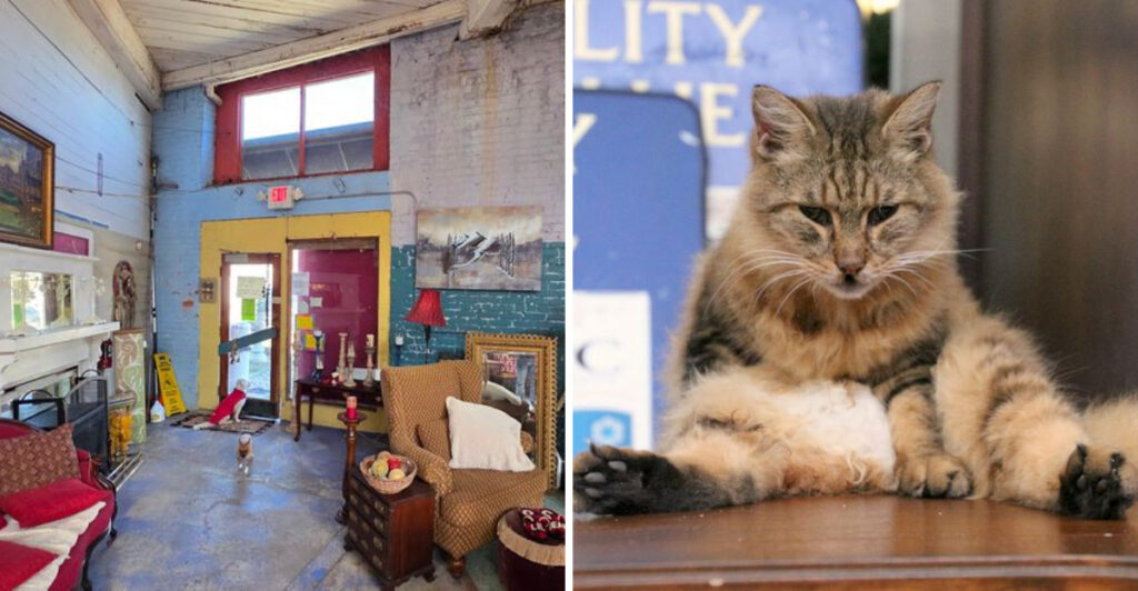 Rescue Cats and Bargain Finds Make This North Carolina Flea Market One of a Kind