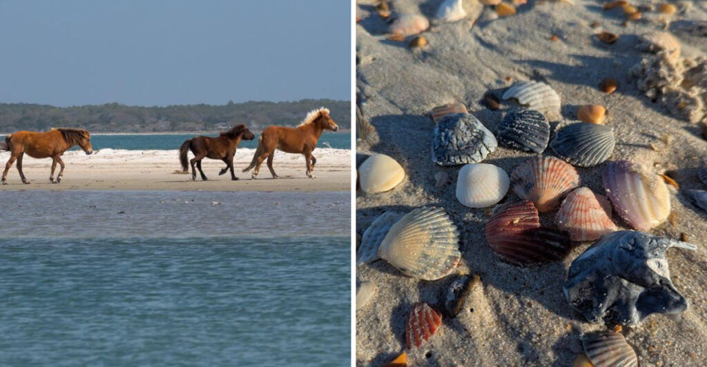 Seashell Hunters Swear By These 8 Beautiful North Carolina Beaches