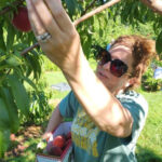 Spend A Day Picking Juicy Tennessee Peaches At This Family-Friendly Orchard