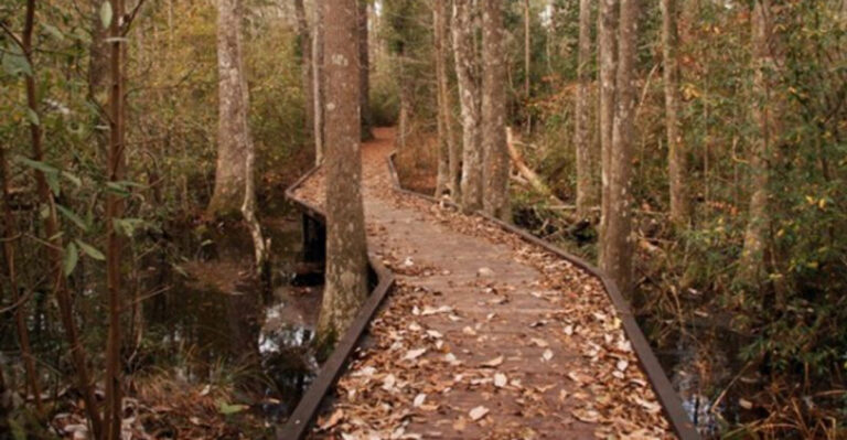 Texas Has a Forest Filled With Carnivorous Plants — And Nearly 300 Bird Species Live There