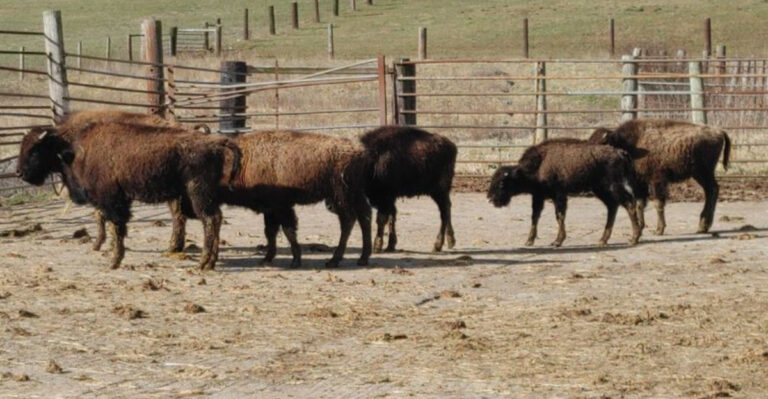 The New Jersey Farm Where You Can See Bison Up Close and Buy the Meat On Site
