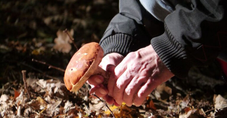 The New Jersey Foraging Guide: 13 Woodsy Spots For Wild Berries, Mushrooms, And More