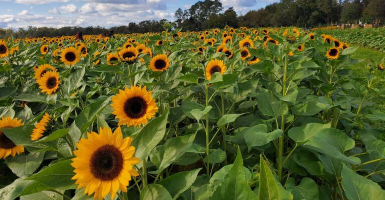 The Prettiest Flower Farms in New Jersey to Visit This Summer