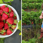 The Whole Family Will Love Spending the Day Picking Fresh Strawberries at This North Carolina Farm