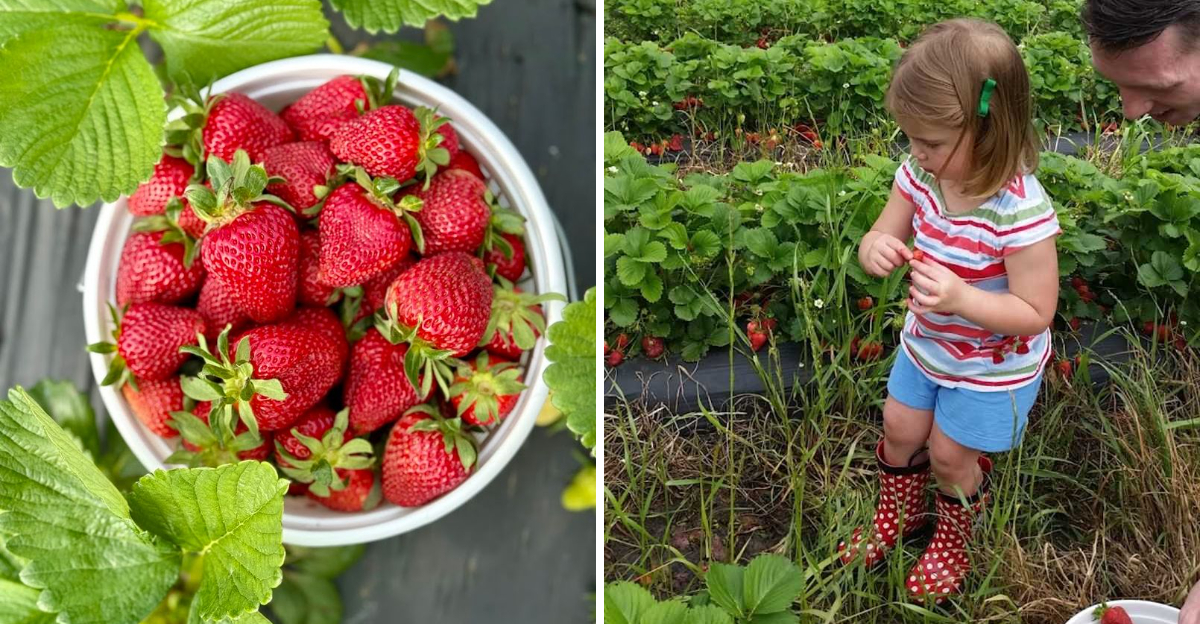 The Whole Family Will Love Spending the Day Picking Fresh Strawberries at This North Carolina Farm
