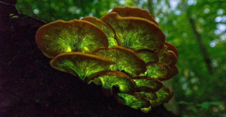There’s A Poisonous Mushroom In Pennsylvania That Lights Up In The Dark