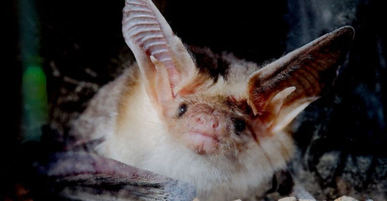 These 9 Weird Texas Animals Are Real — and Some Might Be Living Right in Your Backyard