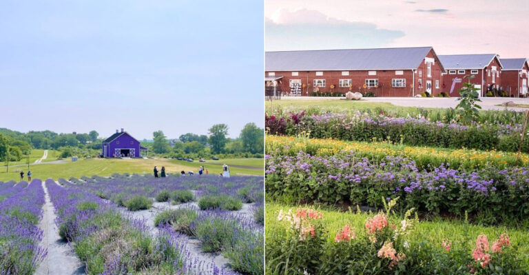 These Ohio Lavender Farms And Flower Fields Are Summer’s Most Relaxing Destinations