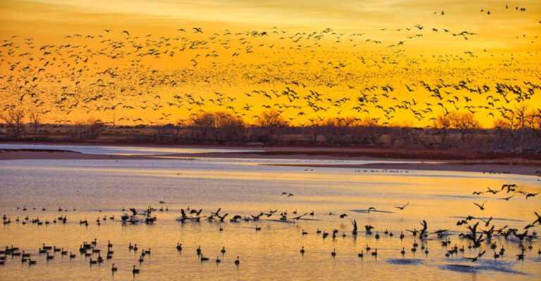 This 1650-Acre Colorado Bird Sanctuary Draws Photographers From Around the World During Nesting Season