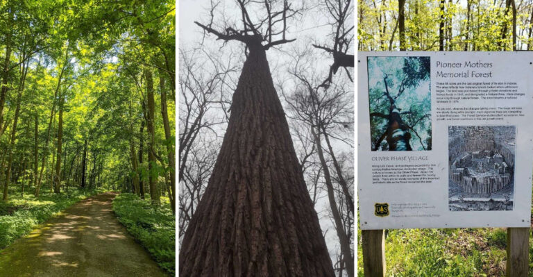 This 88-Acre Virgin Forest in Indiana Protects Ancient Trees and a 1380 Walled Village