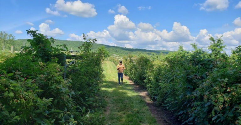This Centuries-Old New Jersey Farm Lets You Pick Strawberries, Blueberries, And Peaches Right Off the Branch