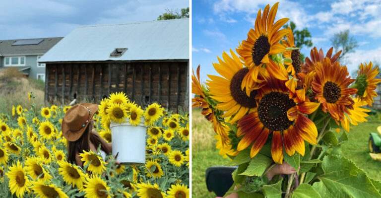 This Colorado Farm Has Huge Sunflower Fields You Can Visit With No Admission Fee