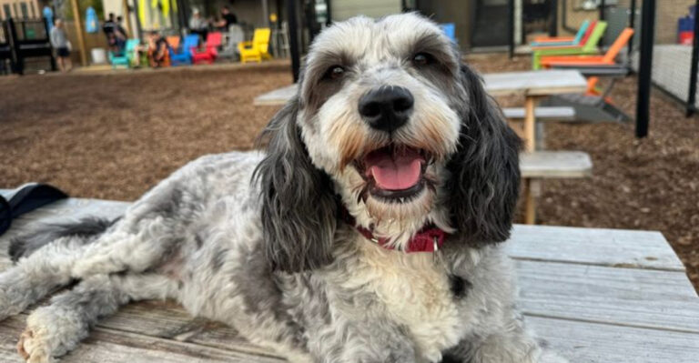 This Detroit Spot Is Basically Paradise for Dogs and Their Humans