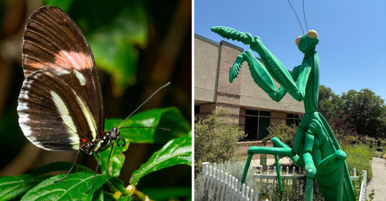 This Dreamy Butterfly Conservatory in Colorado Is Surprisingly Huge and Totally Magical