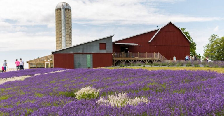 This Father’s Day Brunch At A Michigan Lavender Farm Comes With Sweet Skewers And Candied Bacon