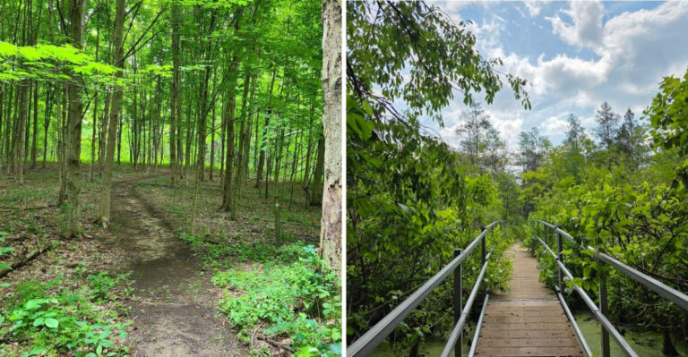 This Floating Forest in Indiana Is a Rare Ice Age Relic You Can Still Walk Through