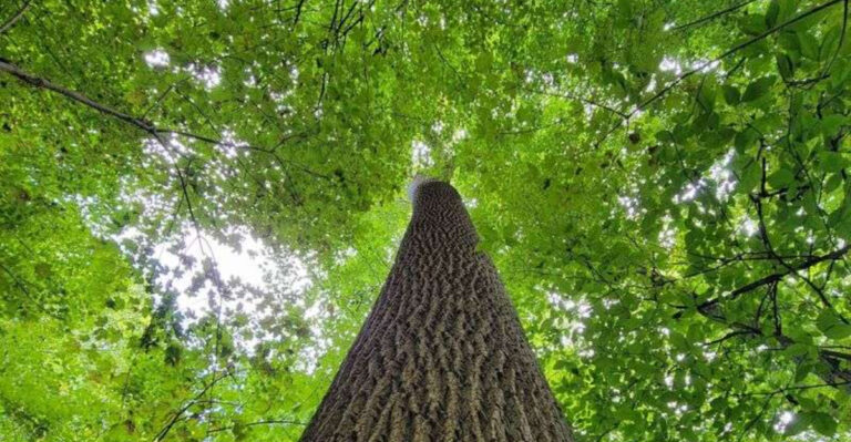 This Forest in Indiana Is One of the Last Places on Earth Where You Can Walk Among 400-Year-Old Trees