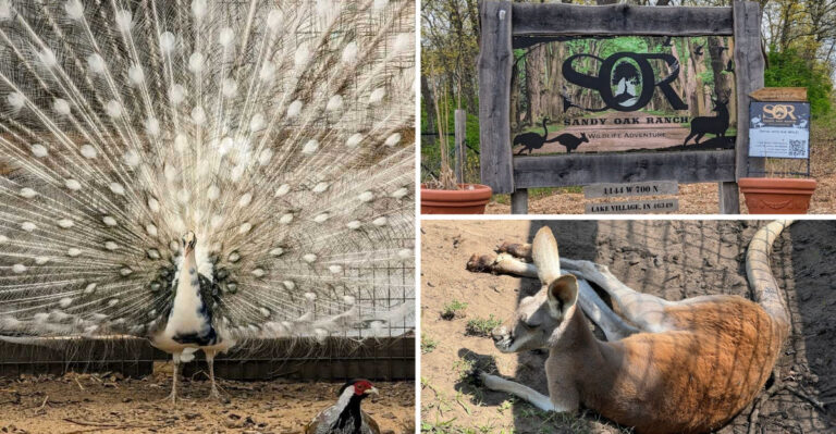 This Hidden 100-Acre Indiana Ranch Lets You Walk Among Free-Roaming Exotic Animals