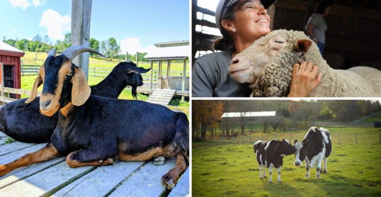 This Hidden Farm Sanctuary in Upstate New York Lets You Cuddle Rescued Goats, Pigs and Cows and Even Go Glamping