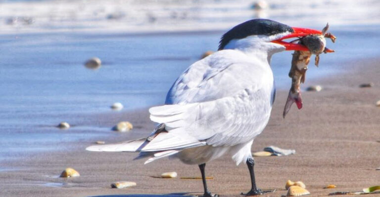 This Hidden Texas Beach Park Still Hasn’t Been Overrun by Tourists