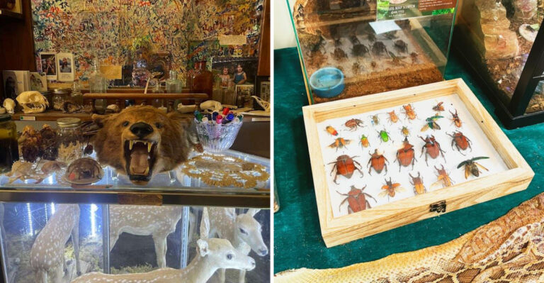This Illinois Museum Is Filled With Thousands of Insects and Is Every Bit as Creepy as You’d Imagine