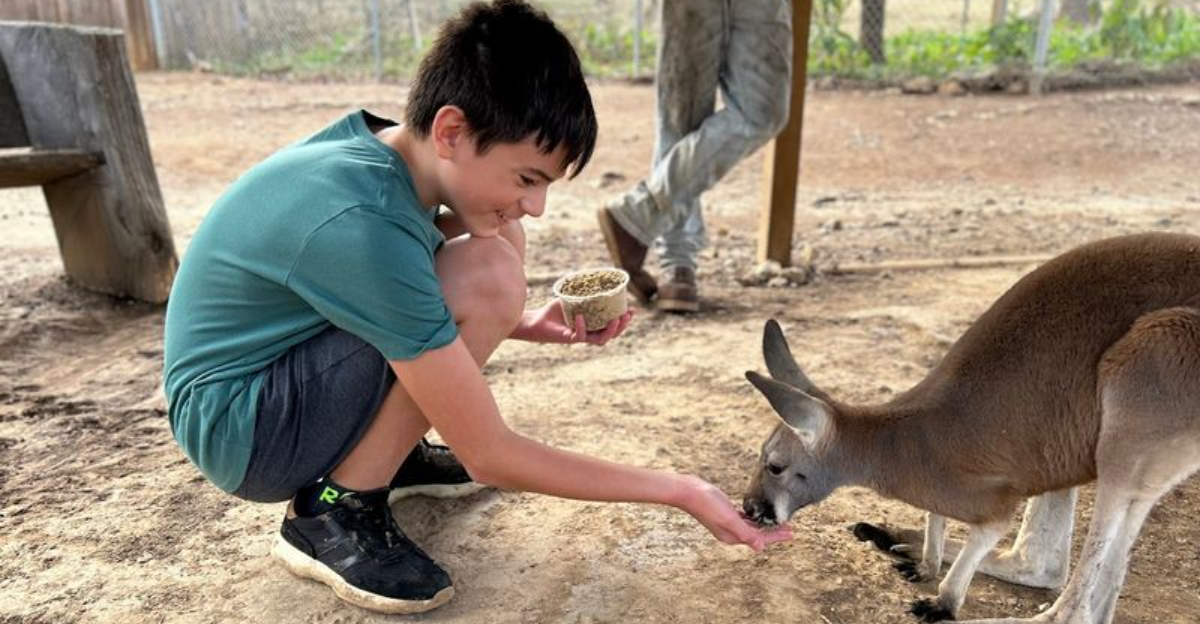 This Little-Known Missouri Animal Park Lets You Feed a Kangaroo by Hand