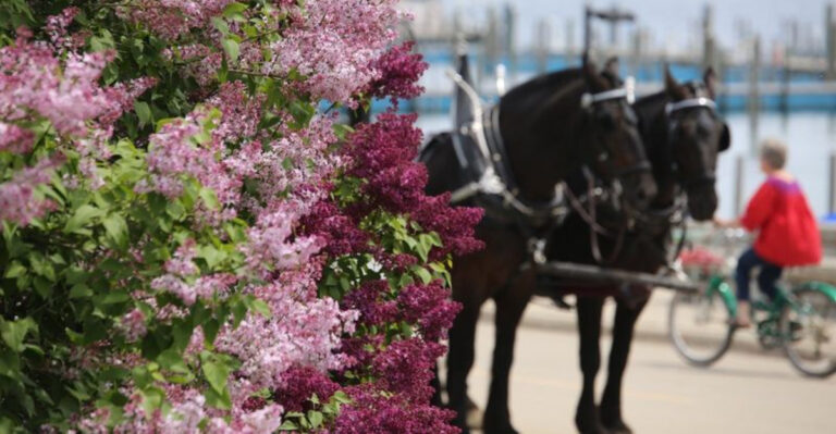 This Michigan Island’s June Lilac Festival Feels Like Winter’s Official Goodbye