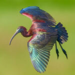 This New Jersey Bird Sanctuary Turns Into a Wildlife Photographer’s Paradise Every Summer