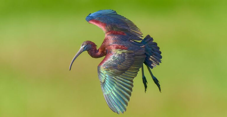 This New Jersey Bird Sanctuary Turns Into a Wildlife Photographer’s Paradise Every Summer