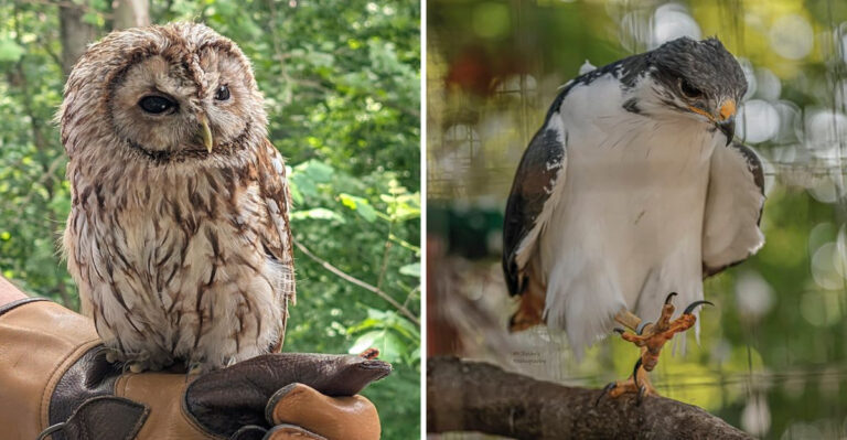 This Nonprofit Bird Sanctuary in Missouri Treats 600 Injured Raptors a Year and Lets You Walk Free Among Eagles and Owls