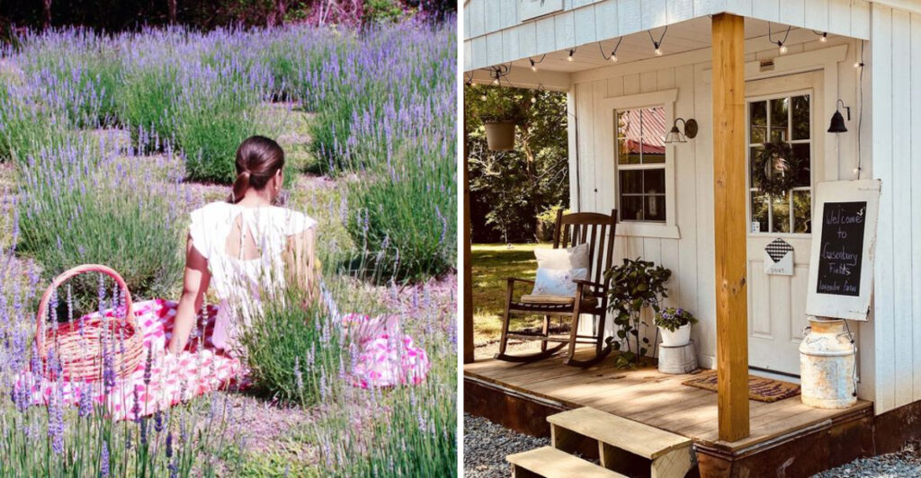 This North Carolina Lavender Farm Becomes a Purple Wonderland When the Blooms Arrive