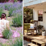 This North Carolina Lavender Farm Becomes a Purple Wonderland When the Blooms Arrive
