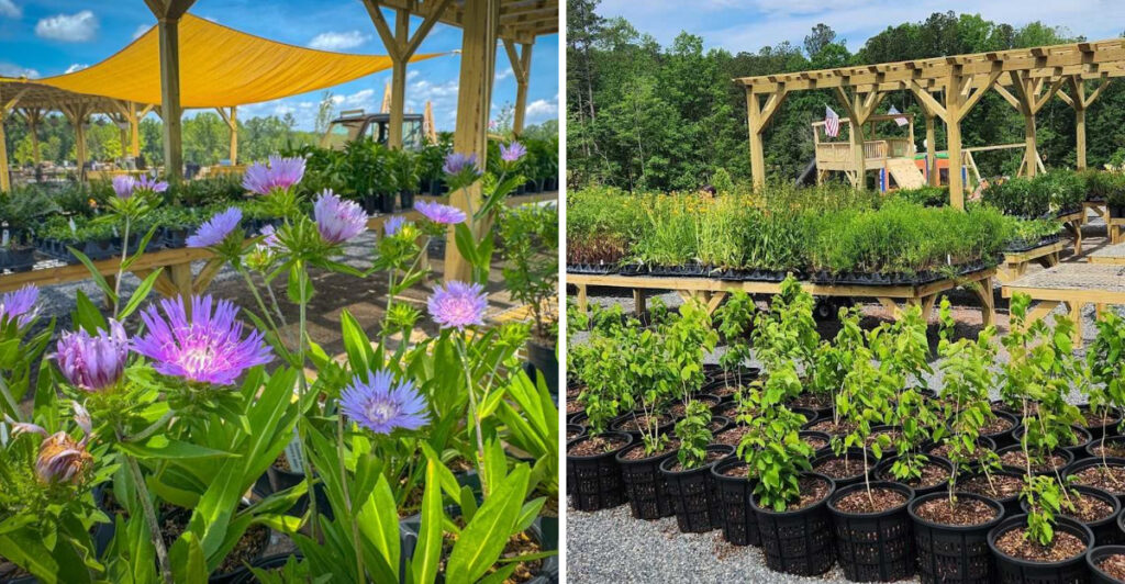 This North Carolina Nursery Helps Turn Ordinary Backyards Into Wildlife Sanctuaries
