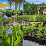 This North Carolina Nursery Helps Turn Ordinary Backyards Into Wildlife Sanctuaries