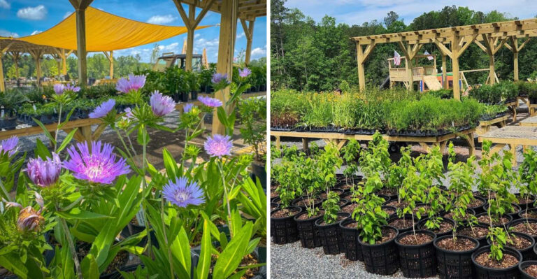 This North Carolina Nursery Helps Turn Ordinary Backyards Into Wildlife Sanctuaries