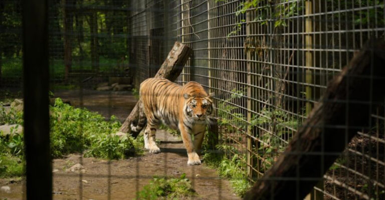 This Pennsylvania Animal Park Blends Hand-Feeding Experiences With A Relaxed Setting