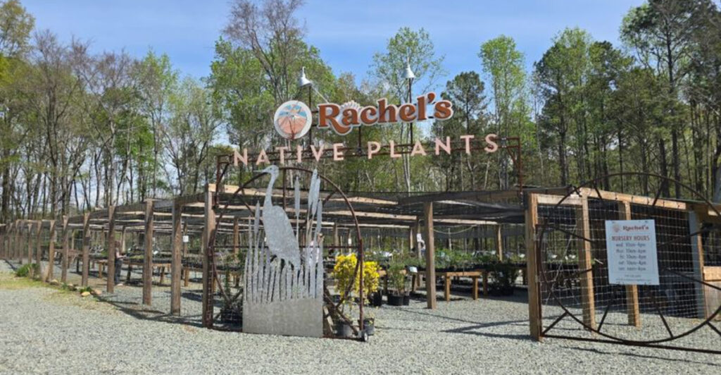This Pittsboro Nursery Has Made Native Plants Its Passion