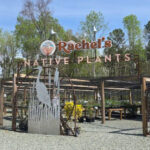 This Pittsboro Nursery Has Made Native Plants Its Passion