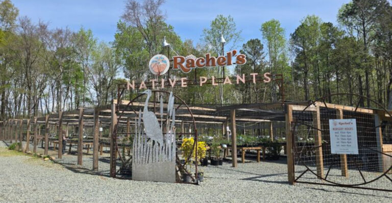 This Pittsboro Nursery Has Made Native Plants Its Passion