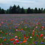 This Stunning Michigan Poppy Field Has Become A Favorite For Photos And Peaceful Walks