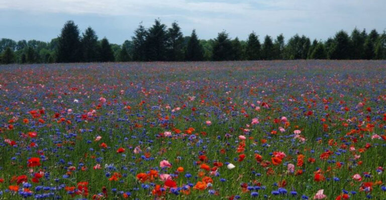 This Stunning Michigan Poppy Field Has Become A Favorite For Photos And Peaceful Walks