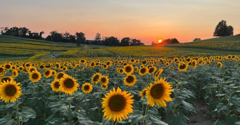 This Sunflower Farm In Pennsylvania Boasts Half A Million Blooms And Feels Like The South